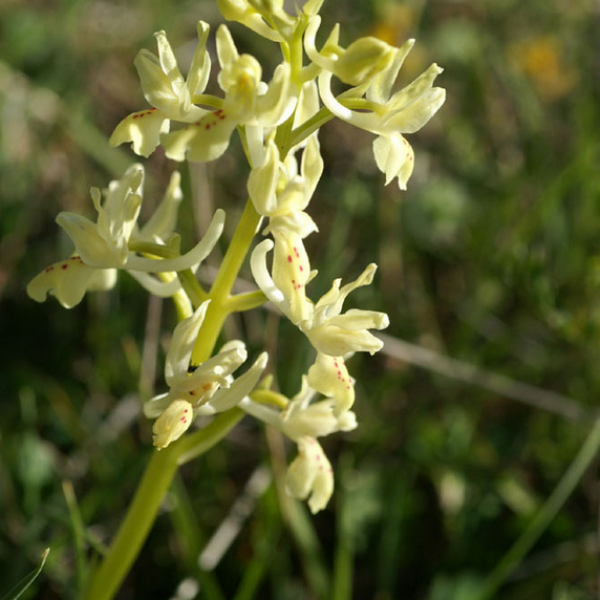 Orchis provincialis